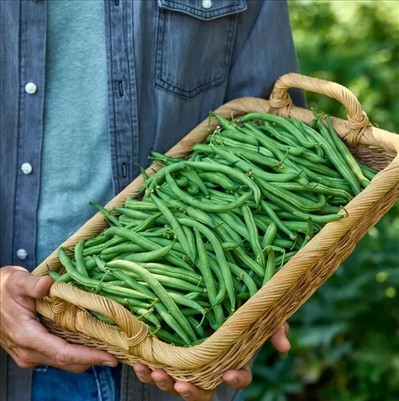 0080_20260111_1229_Blue Lake Superior Bush Beans.jpg